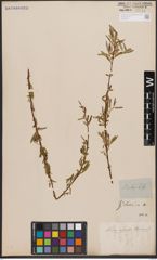 Foto von Salix capensis Thunb.